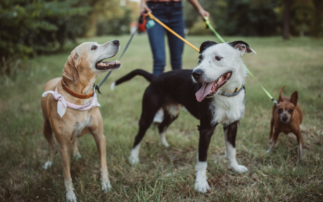 YWCA’s Domestic Violence Shelter is Now Pet-Friendly